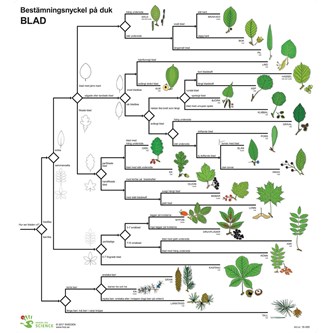 Bestämningsnyckel Blad
