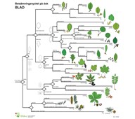 Bestämningsnyckel Blad