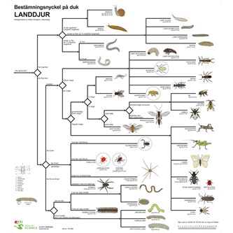 Bestämningsnyckel Landdjur
