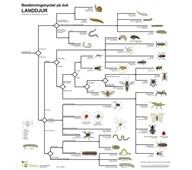 Bestämningsnyckel Landdjur