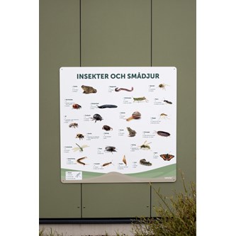 Utomhustavla: Insekter och smådjur