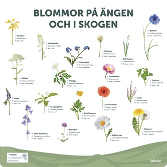 Utomhustavla: Blommor på ängen och i skogen