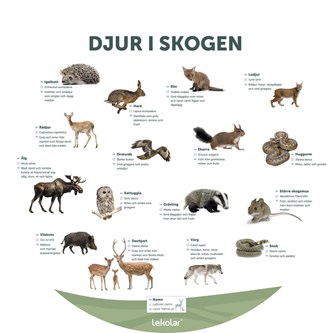 Utomhustavla: Djur i skogen