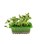 Micro sprouts frön MIX 1, 3-pack