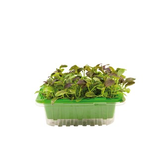 Micro sprouts frön MIX 1, 3-pack