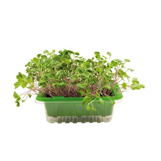 Micro sprouts frön MIX 1, 3-pack